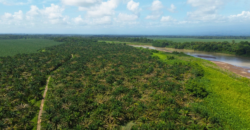 Fincas en Puerto Viejo de Sarapiquí