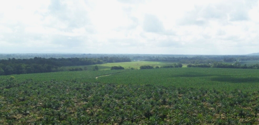 Fincas en Puerto Viejo de Sarapiquí
