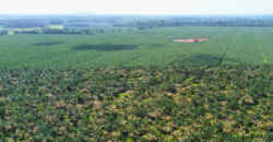 Fincas en Puerto Viejo de Sarapiquí